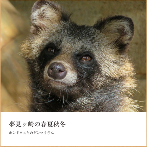 夢見ヶ崎の春夏秋冬～ホンドタヌキのゲンマイさん～
