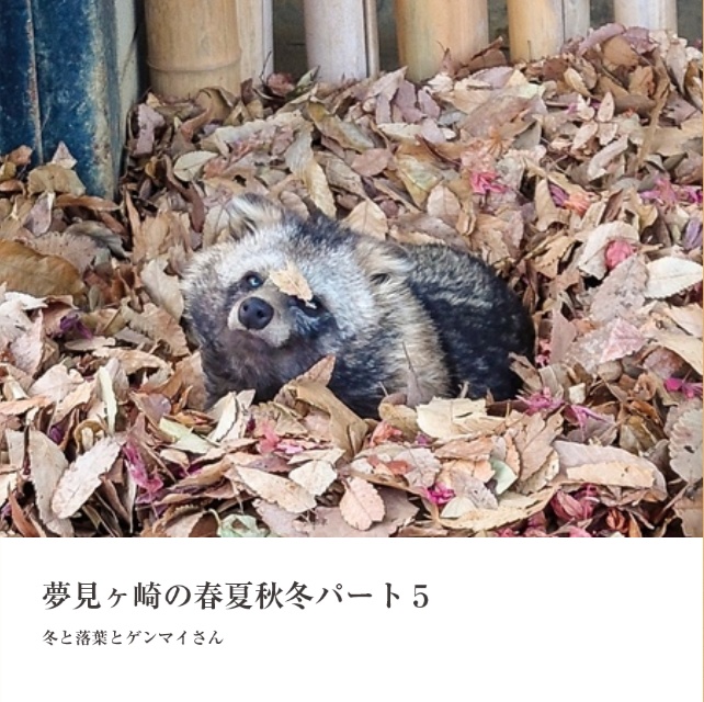 夢見ヶ崎の春夏秋冬パート５～冬と落葉とゲンマイさん～