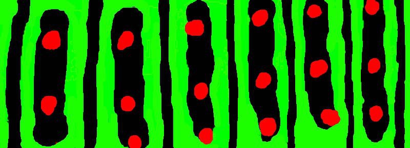 キアゲハ幼虫のマスキングテープ いもむし イモムシ 芋虫 蝶