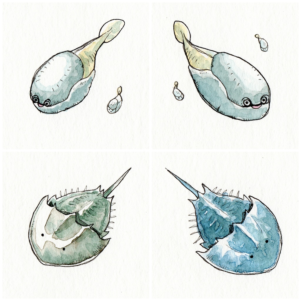 【ミニ原画】古生物…?シリーズ12種