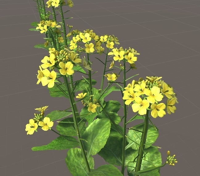 菜の花 京都・洛北 菜の花2025 ～京都府立植物園 3．1～: ねこづらどき3