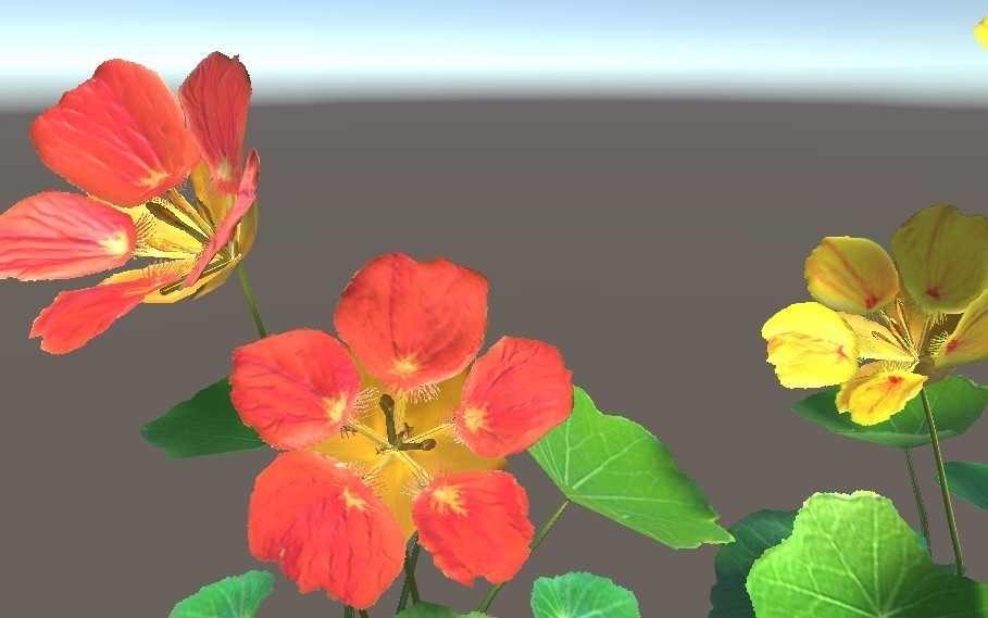 「ナスタチウム(キンレンカ)」【3Dモデル】