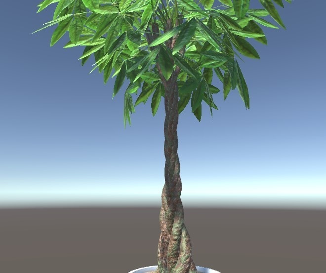 「パキラ」【3Dモデル】