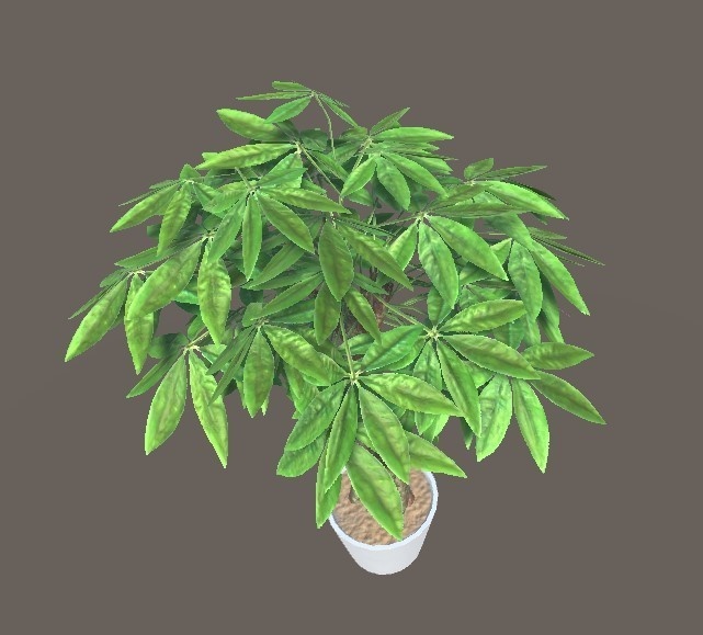 「パキラ」【3Dモデル】