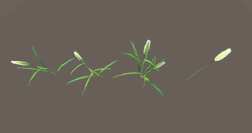 「エノコログサ」【3Dモデル】
