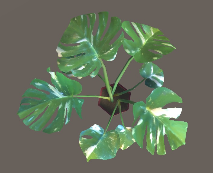 「モンステラ」【3Dモデル】