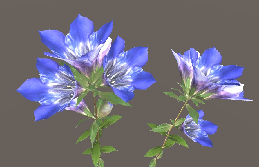 「リンドウ」【3Dモデル】