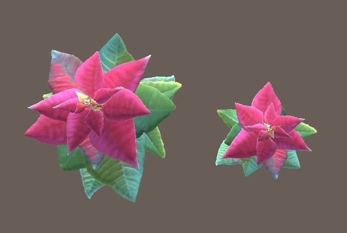 「ポインセチア」【3Dモデル】