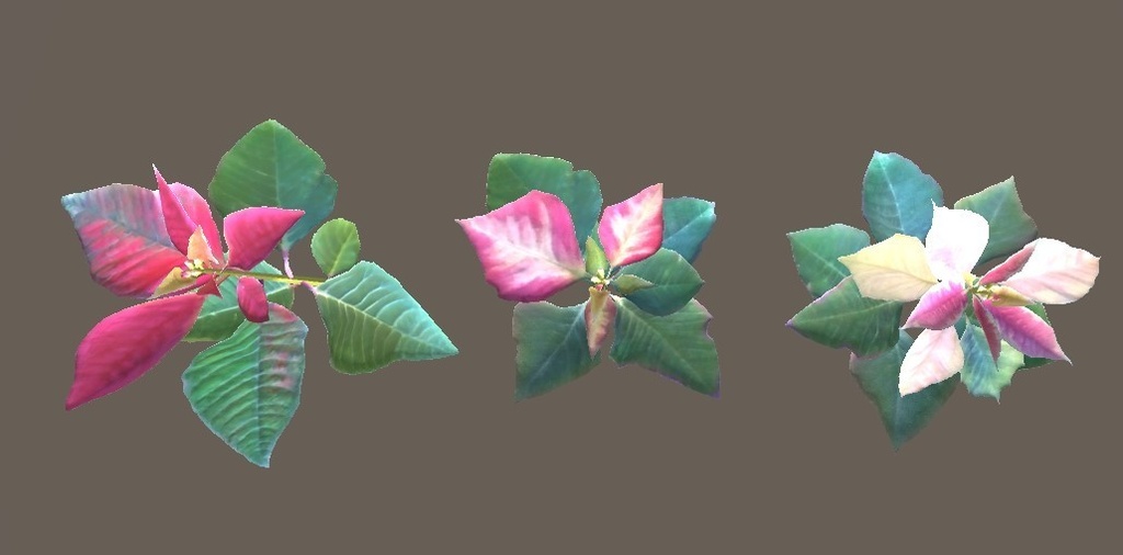 「ポインセチア」【3Dモデル】