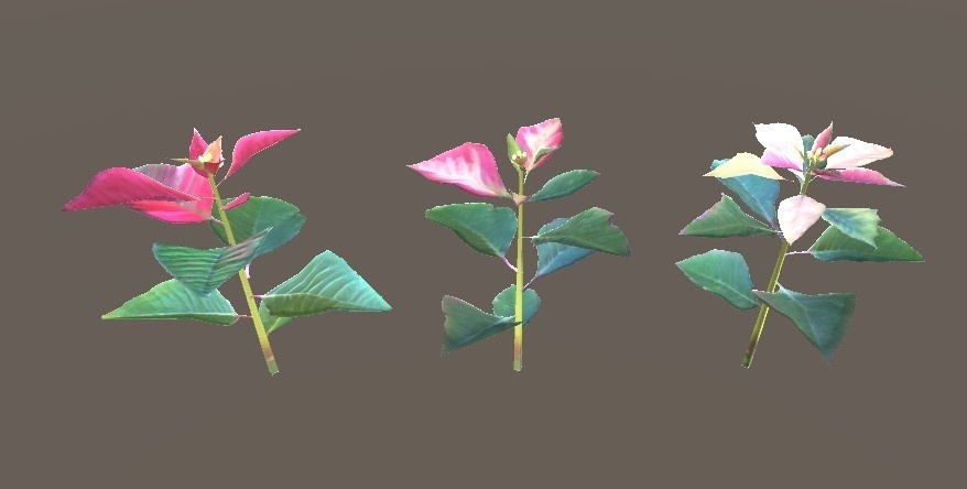 「ポインセチア」【3Dモデル】