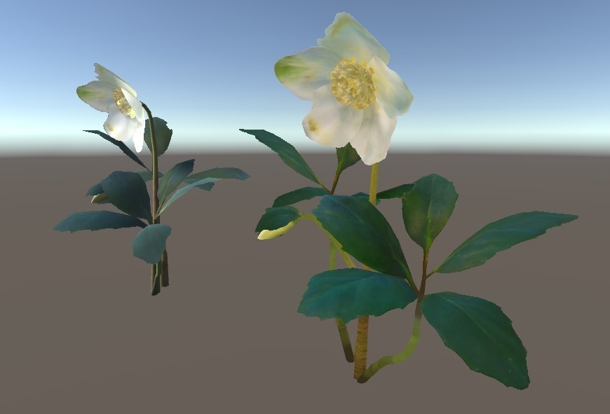 「クリスマスローズ」【3Dモデル】