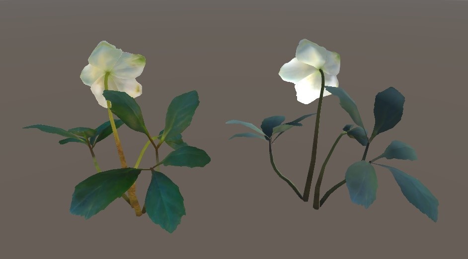 「クリスマスローズ」【3Dモデル】