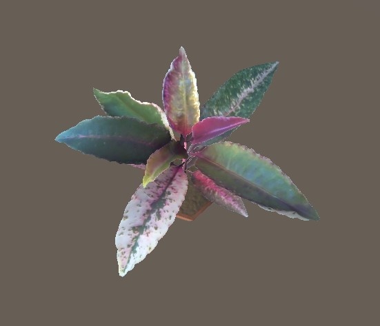 「万両」【3Dモデル】