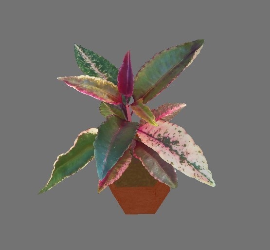 「万両」【3Dモデル】