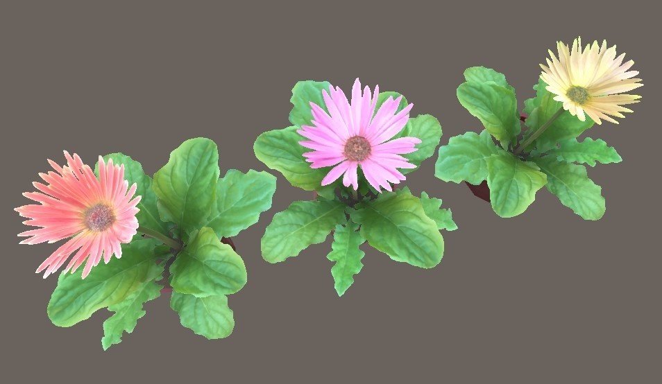 「ミニガーベラ」【3Dモデル】