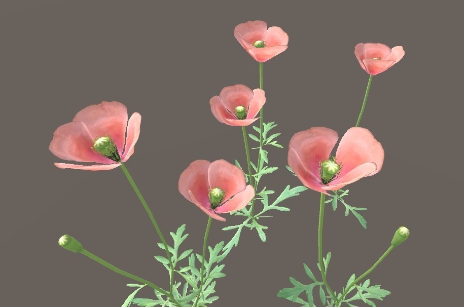 「ナガミヒナゲシ」【3Dモデル】