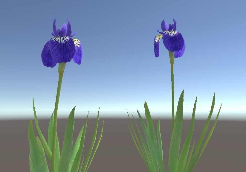 「アヤメ」【3Dモデル】
