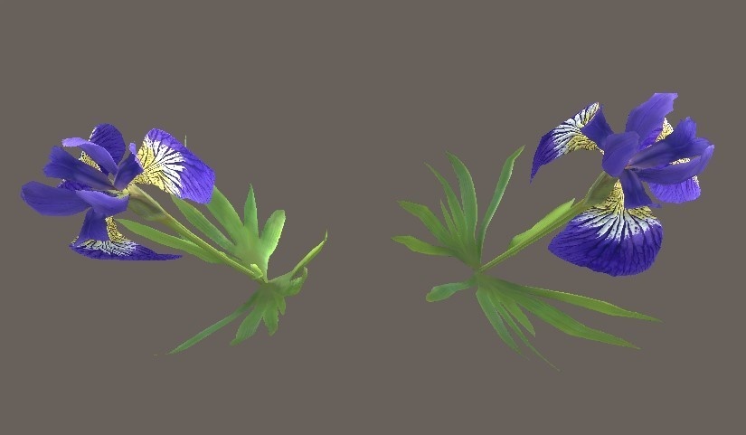 「アヤメ」【3Dモデル】