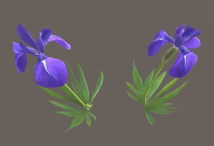 「カキツバタ」【3Dモデル】