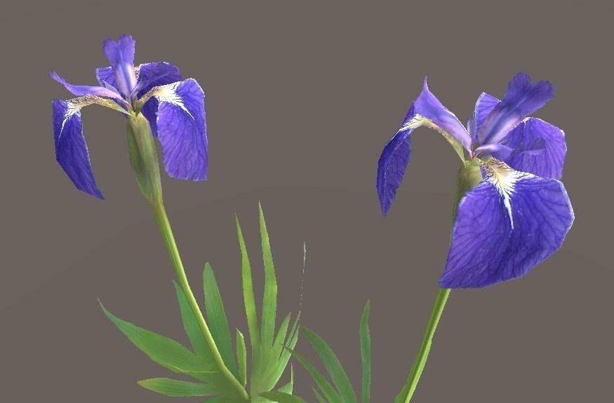 「ヒオウギアヤメ」【3Dモデル】