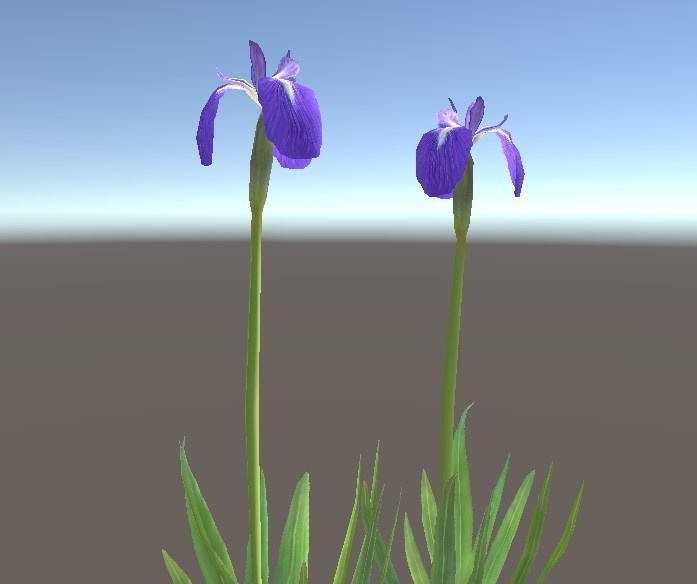 「花菖蒲」【3Dモデル】
