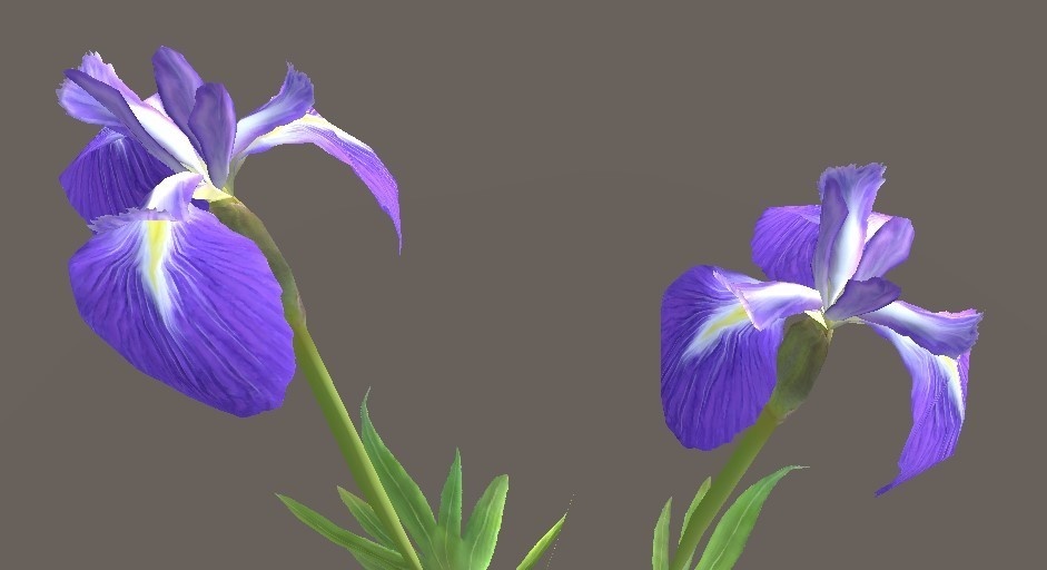 「花菖蒲」【3Dモデル】