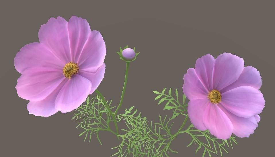 「コスモス」【3Dモデル】
