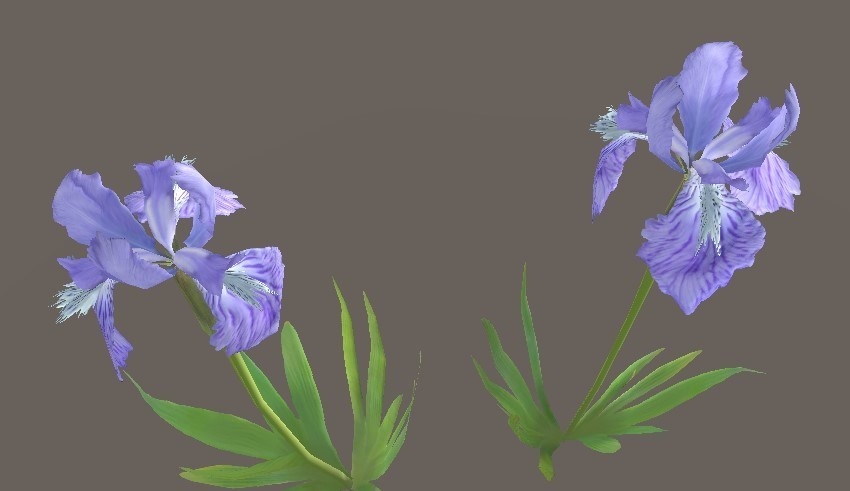 「イチハツ」【3Dモデル】