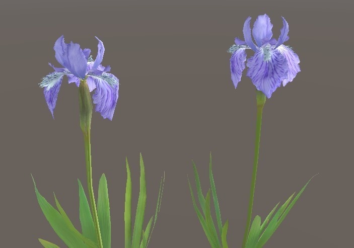 「イチハツ」【3Dモデル】