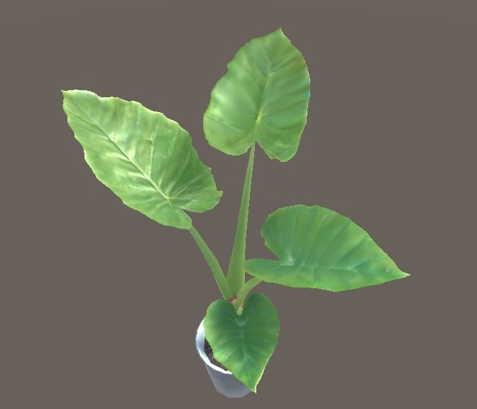 「クワズイモ」【3Dモデル】