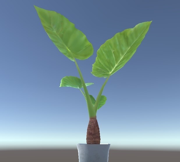 「クワズイモ」【3Dモデル】