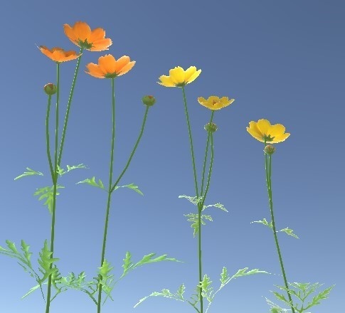 「キバナコスモス」【3Dモデル】