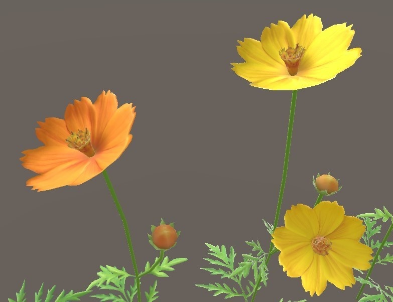 「キバナコスモス」【3Dモデル】