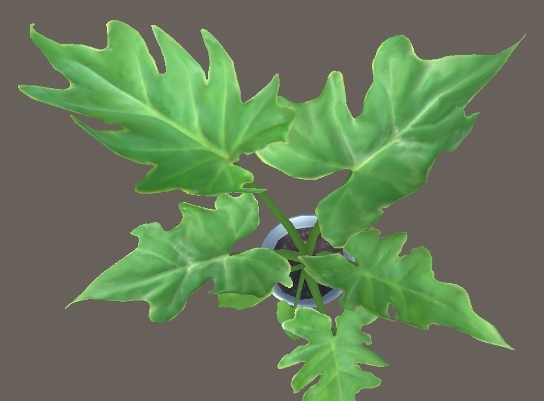 「フィロデンドロン・セローム」【3Dモデル】
