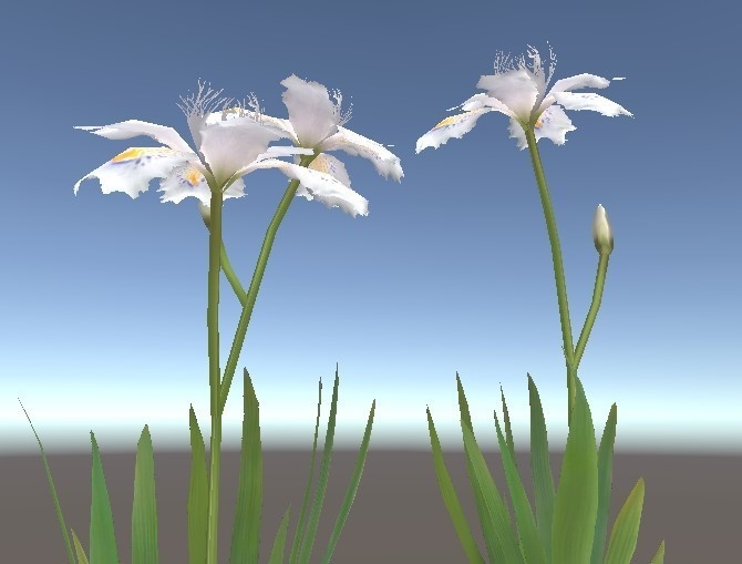 「シャガ」【3Dモデル】