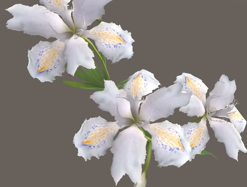 「シャガ」【3Dモデル】