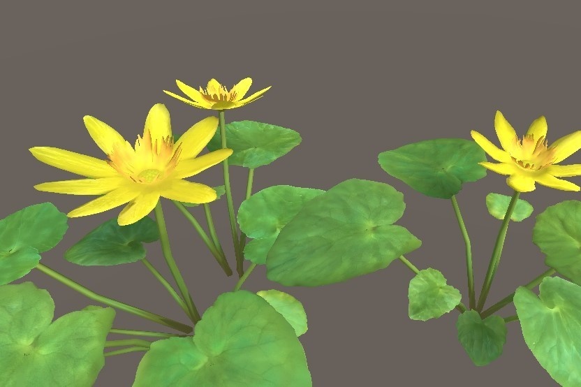 「リュウキンカ」【3Dモデル】