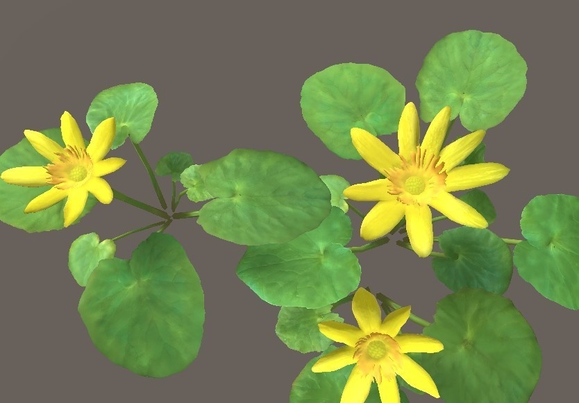 「リュウキンカ」【3Dモデル】