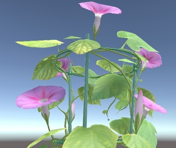 「朝顔」【3Dモデル】