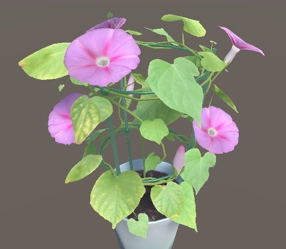 「朝顔」【3Dモデル】