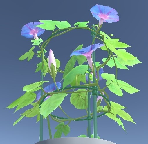 「朝顔」【3Dモデル】