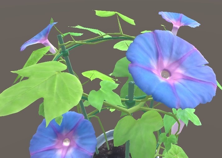 「朝顔」【3Dモデル】