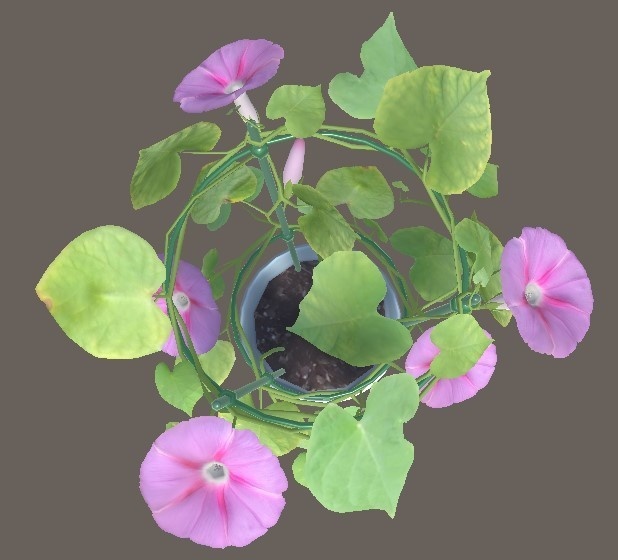 「朝顔」【3Dモデル】