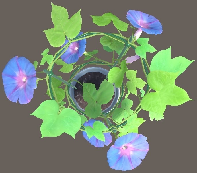 「朝顔」【3Dモデル】