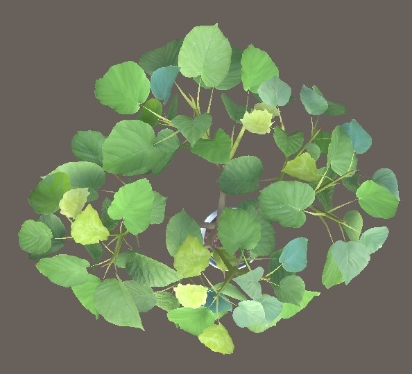 「ウンベラータ」【3Dモデル】