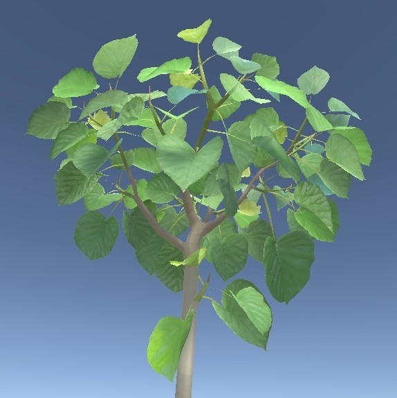 「ウンベラータ」【3Dモデル】