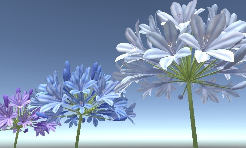 「アガパンサス」【3Dモデル】