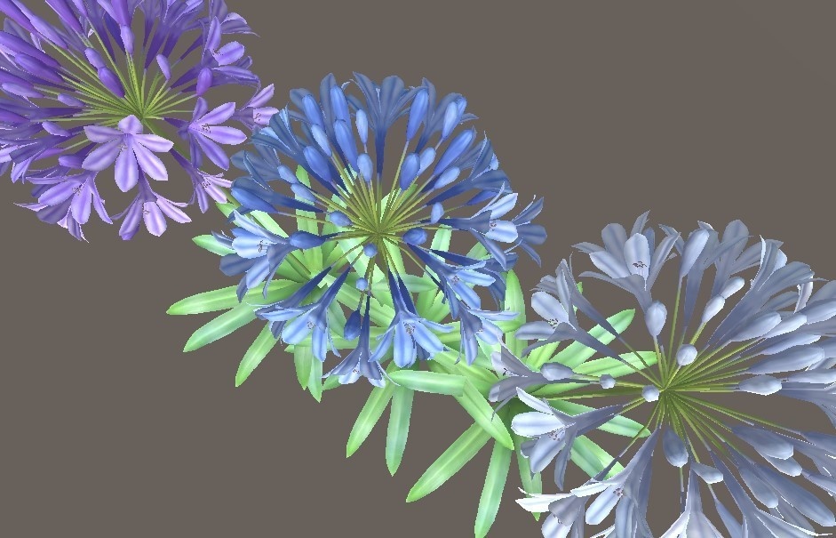 「アガパンサス」【3Dモデル】