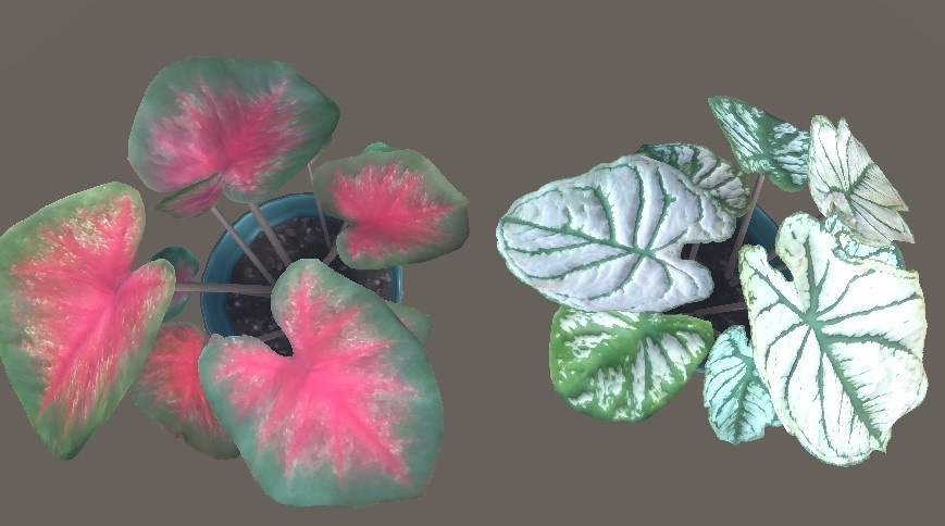 「カラジウム」【3Dモデル】