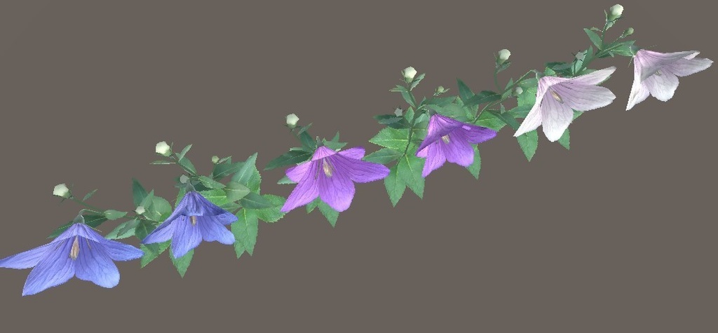 「キキョウ」【3Dモデル】